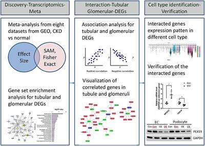 Integrative Informatics Analysis of Transcriptome and Identification of Interacted Genes in the Glomeruli and Tubules in CKD